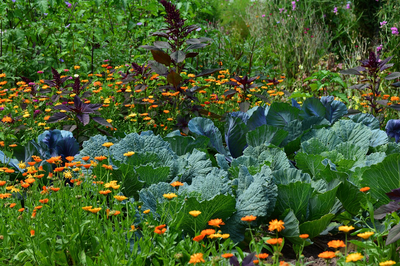 Jak zaplanować swój ogródek warzywny?